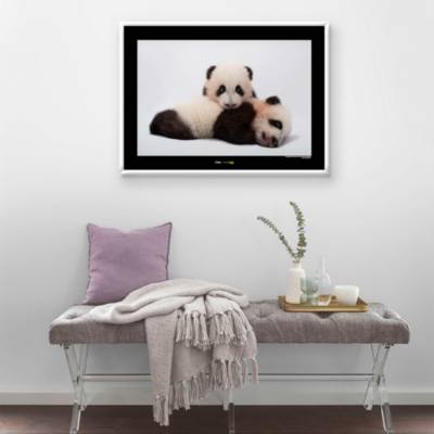 National Geographic - Pandaposter