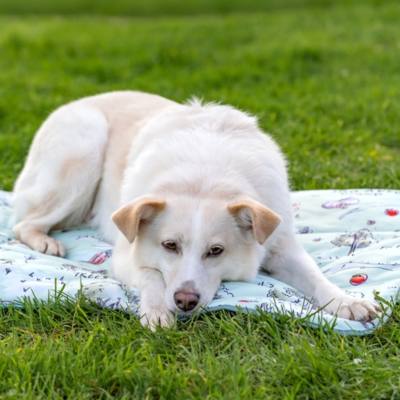 Pawsome Paws Boutique Winnie The Pooh 100 Aker Wood Travel Mat