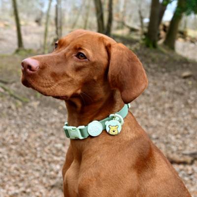 Pawsome Paws Boutique Winnie the Pooh 100 Aker Wood Waterproof Dog Collar