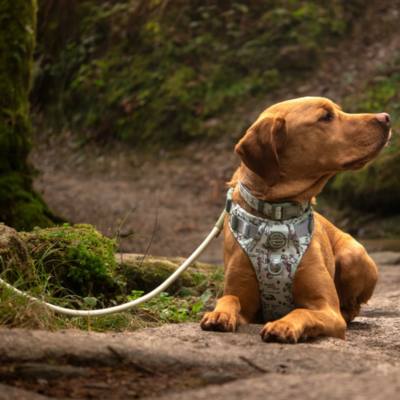 Pawsome Paws Boutique Winnie The Pooh 100 Aker Wood 4ft Rope Lead