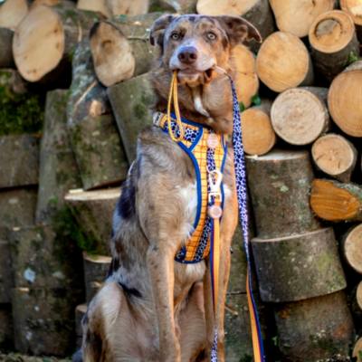 Pawsome Paws Boutique Woody Dog Lead, Toy Story