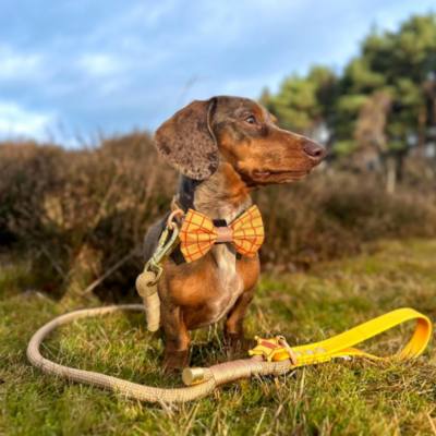Pawsome Paws Boutique Woody Bow Tie For Dogs, Toy Story