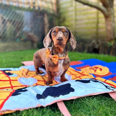 Pawsome Paws Boutique Woody Travel Mat, Toy Story