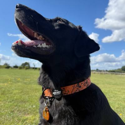 Pawsome Paws Boutique Mickey and Minnie Mouse Halloween Dog Collar