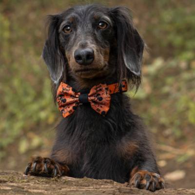 Pawsome Paws Boutique Mickey and Minnie Mouse Halloween Bow Tie for Dogs